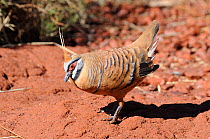 Spinifex pigeon (Geophaps / Petrophassa plumifera)   standing in red sand, Karijini National Park, Pilbara, Western Australia