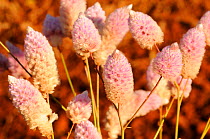 Close-up of pink Mulla-mulla flowers (Ptilotus exaltatus) in Pilbara region, Western Australia. August 2009