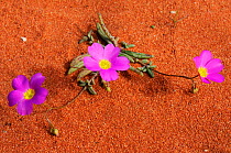 Calandrinia flowers, growing in red sand, Francis Peron National Park, Western Australia. August 2009