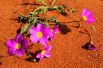 Calandrinia flowers, growing in red sand, Francis Peron National Park, Western Australia. August 2009