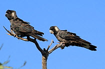 Pair of Black Cockatoos (Calyptorhynchus funereus) perched in dead branch, Lesueur National Park, Western Australia