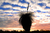 Grass tree (Xanthorrhoea) with single flower spike, silhouetted against the sky, Lesueur National Park, Western Australia. August 2009