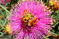 Close up of Wiry myrtle flower (Melaleuca filifolia) Kalbarri National Park, Western Australia. August 2009