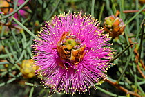 Close up of Wiry myrtle flower (Melaleuca filifolia) Kalbarri National Park, Western Australia. August 2009