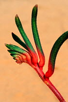 Close up of Red and green kangaroo paw flower (Anigozanthos manglesii) Kalibarri National Park, Western Australia. August 2009