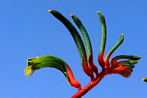 Close up of Red and green kangaroo paw flower (Anigozanthos manglesii) Kalibarri National Park, Western Australia