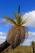 Close up of Grass tree in flower (Xanthorrhoea) Kalbarri National Park, Western Australia. August 2009