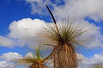 Grass tree in flower (Xanthorrhoea) Kalbarri National Park, Western Australia. August 2009