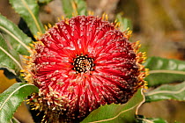 Close up of Firewood Banksia (Banksia menziesii) flowering, Lesueur National Park, Western Australia