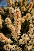 Close up of Bracelet Honey Myrtle tree flower (Melaleuca armillaris) Lesueur National Park, Western Australia
