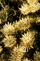 Long-leaved Conebush flowers (Petrophile longifolia) Lesueur national park, Western Australia