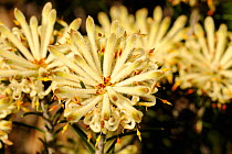 Long-leaved Conebush flowers (Petrophile longifolia) Lesueur national park, Western Australia