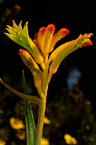 Close up of Common Catspaw flowering (Anigozanthos humilis) Lesueur National Park, Western Australia