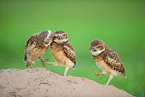Two newly fledged burrowing owl chicks (Athene cunicularia) one being groomed by its mother (far left) Pantanal, Brazil. WINNER: Eric Hosking Award portfolio image 4/6 - Wildlife Photographer of the Y...