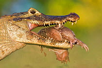 Jacare / Yacare caiman (Caiman crocodilus yacare) with young armadillo prey ib its jaws. Pantanal, Brazil. WINNER: Eric Hosking Award portfolio image 3/6 - Wildlife Photographer of the Year 2010