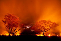 Grass fire at night in Pantanal, Brazil. WINNER: Eric Hosking Award portfolio image 5/6 - Wildlife Photographer of the Year 2010