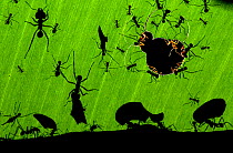 Leafcutter ants (Atta sp) colony harvesting a banana leaf, Costa Rica. OVERALL WINNER: Wildlife Photoghrapher of the Year 2010 from Eric Hosking Award portfolio image 2/6