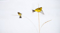 Yellowhammer (Emberiza citrinella) balancing on rye stem, Norway. HIGHLY COMMENDED: Animal Portraits - Wildlife Photographer of the Year 2010