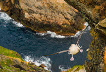 Fulmar (Fulmarus glacialis) rear view of bird hanging in air over steep cliffs, Shetland Islands, Scotland, UK. ~HIGHLY COMMENDED - Animals in their environment -  Wildlife Photographer of the Year co...