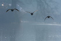 Mallard ducks (Anas platyrhynchos) flying down river in Pairs, France. March.