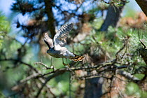 Sparrowhawk (Accipiter nisus) female taking off from branch in urban park, Paris, France, Europe, April.