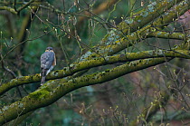 Sparrowhawk (Accipiter nisus) male perched on branch in urban park, Paris, France, Europe, April.
