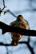 Sparrowhawk (Accipiter nisus) female looking down at camera, perched on branch above, in urban park, Paris, Europe, April.