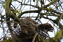 Sparrowhawk (Accipiter nisus) female constructing nest from twigs, in urban park, Paris, France, Europe, April