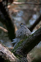 Sparrowhawk (Accipiter nisus) female perched in tree in in urban park, Paris, France, Europe, April.