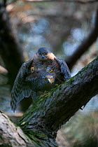 Sparrowhawk (Accipiter nisus) breeding pair copulating, in tree branch, in urban park, Paris, France, Europe, April.