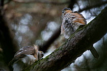 Sparrowhawk (Accipiter nisus) breeding pair, perched together on tree branch, in urban park, Paris, France, Europe, April.