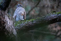 Sparrowhawk (Accipiter nisus) female perched on tree branch in urban park, Paris, France, Europe, April.