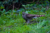 Sparrowhawk (Accipiter nisus) female collecting twigs for nesting material during the mating season, urban park, Paris, France, Europe, April.