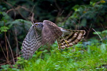 Sparrowhawk (Accipiter nisus) female collecting twigs for nesting material during the mating season, urban park Paris, France, Europe, April.