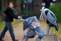 Grey heron (Ardea cinerea) perched on stone wall  in urban park, with people walking behind, Paris. France, November.