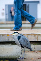Grey heron (Ardea cinerea) portrait in urban park, with walkers / pedestrians in background, Paris. France, November.