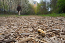 Common bee fly (Bombylius major) at rest on footpath, with walkers behind, Paris, France, April 2010.