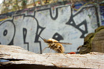 Common bee fly (Bombylius major) at rest with graffiti in the background, Paris, France.