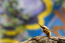 Common bee fly (Bombylius major) at rest with graffiti in the background, Paris, France.