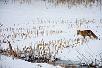 Bittern (Botaurus stellaris) at edge of stream on snow covered ground, with Red fox (vulpes vulpes) passing by, Switzerland, January.