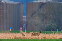 Roe deer (Capreolus capreolus) grazing in scrubland, with factory behind, on the outskirts of a city, Switzerland, April 2010.