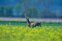 Doe roe deer (Capreolus capreolus) running through fields in spring, rear view, Switzerland, April 2010.