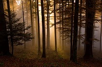 View of forest interior at dawn, with shafts of light and mist, Chasseral, Jura, Switzerland, October .