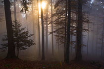 View of forest interior at dawn, with shafts of light and mist, Chasseral, Jura, Switzerland, October .