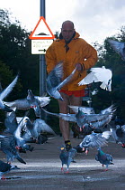 Flock of Feral pigeons (Columba livia) taking off as jogger approaches, urban street, London, England, UK, October 2008.
