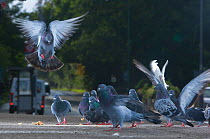 Flock of Feral pigeons (Columba livia) landing / taking off, urban street, London, England, UK, October 2008.