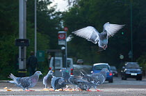 Flock of Feral pigeons (Columba livia) feeding on bread, landing / taking off in a busy urban street, London, England, UK, October 2008.