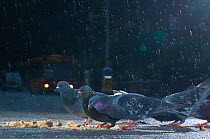 Flock of Feral pigeons (Columba livia) feeding on bread in an urban street, in the rain, London, England, UK, October 2008.