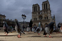 Flock of Feral pigeons (Columba livia)  in front of Notre Dame, at dusk, Paris. France, November .