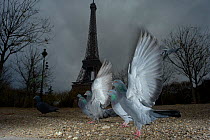 Flock of Feral pigeons (Columba livia)  in front of the Eiffel tower at dusk, Paris. France, November .